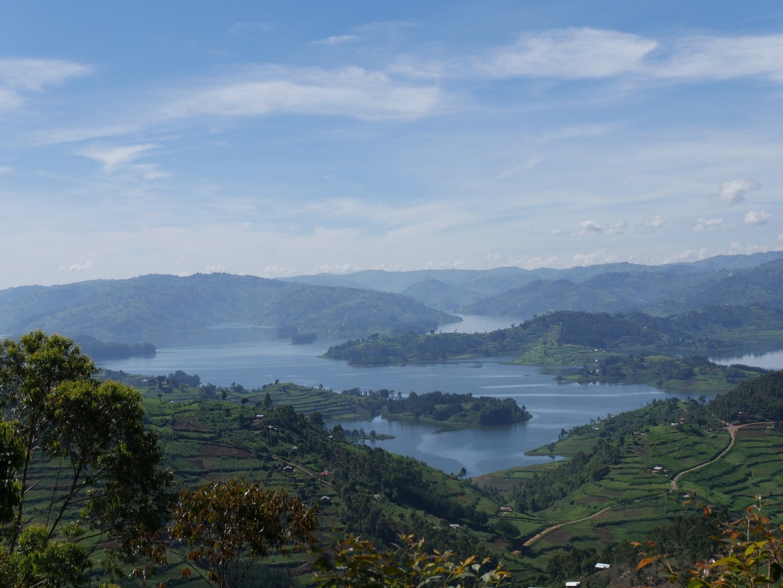 Django - Bio Kaffee - Ganze Bohne - 250 g